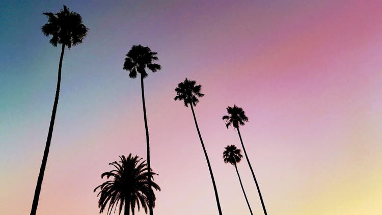 West Hollywood palm trees