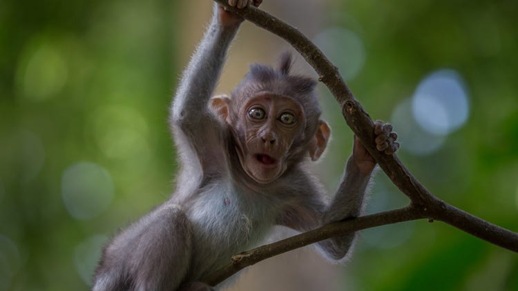 surprised monkey