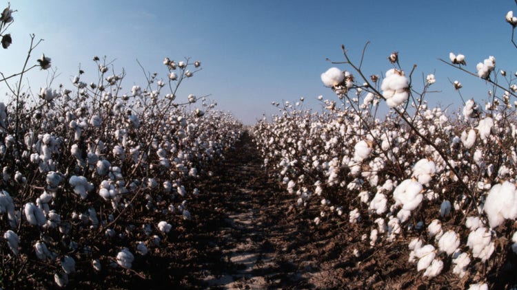 cotton field