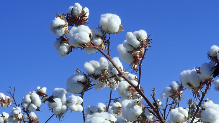 cotton