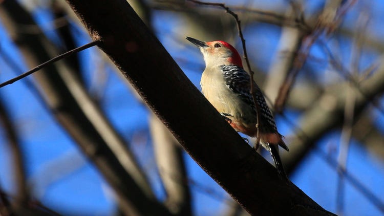 Central Park bird