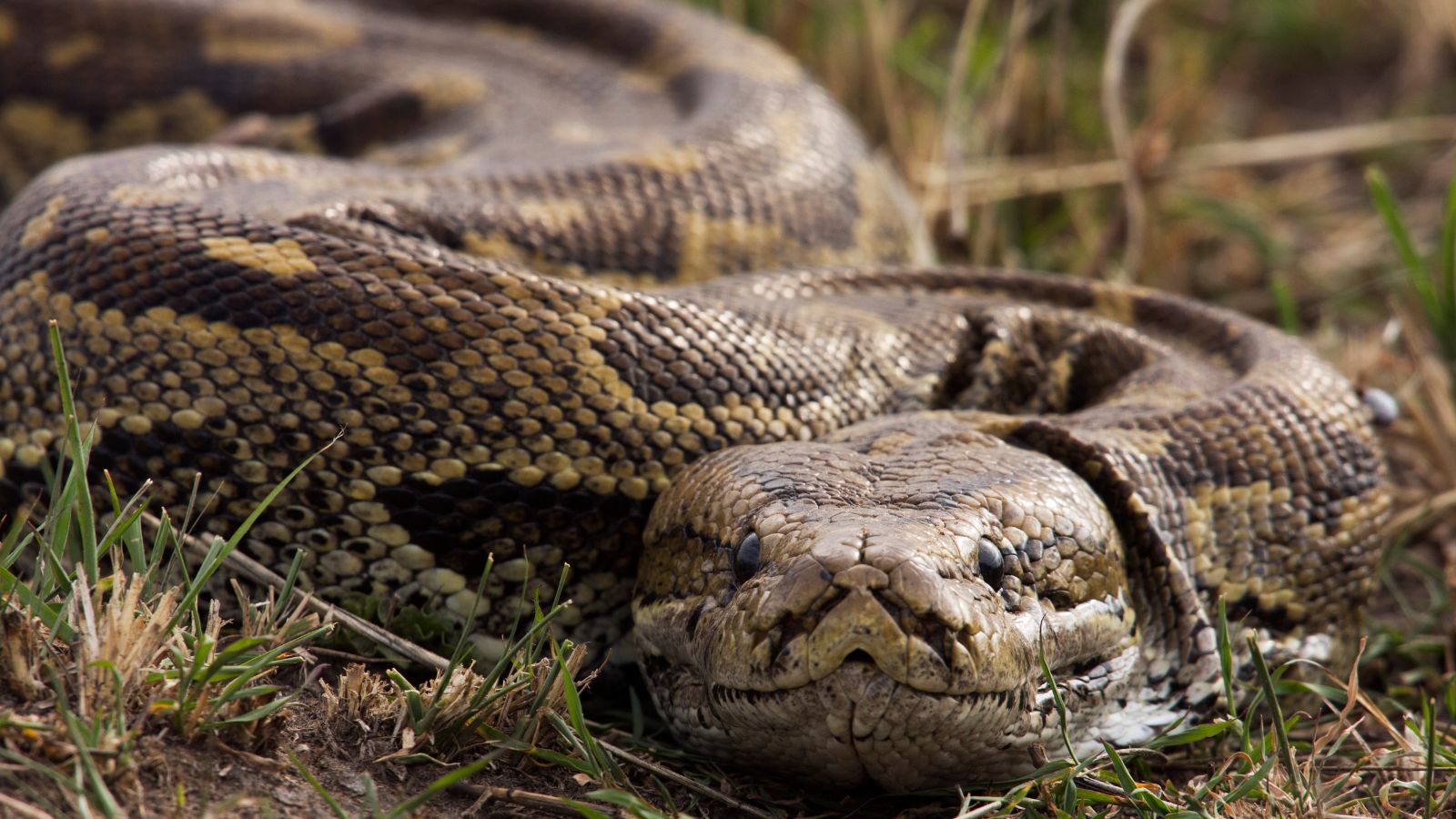 Body Of Indonesian Woman Found Inside 23-ft Python