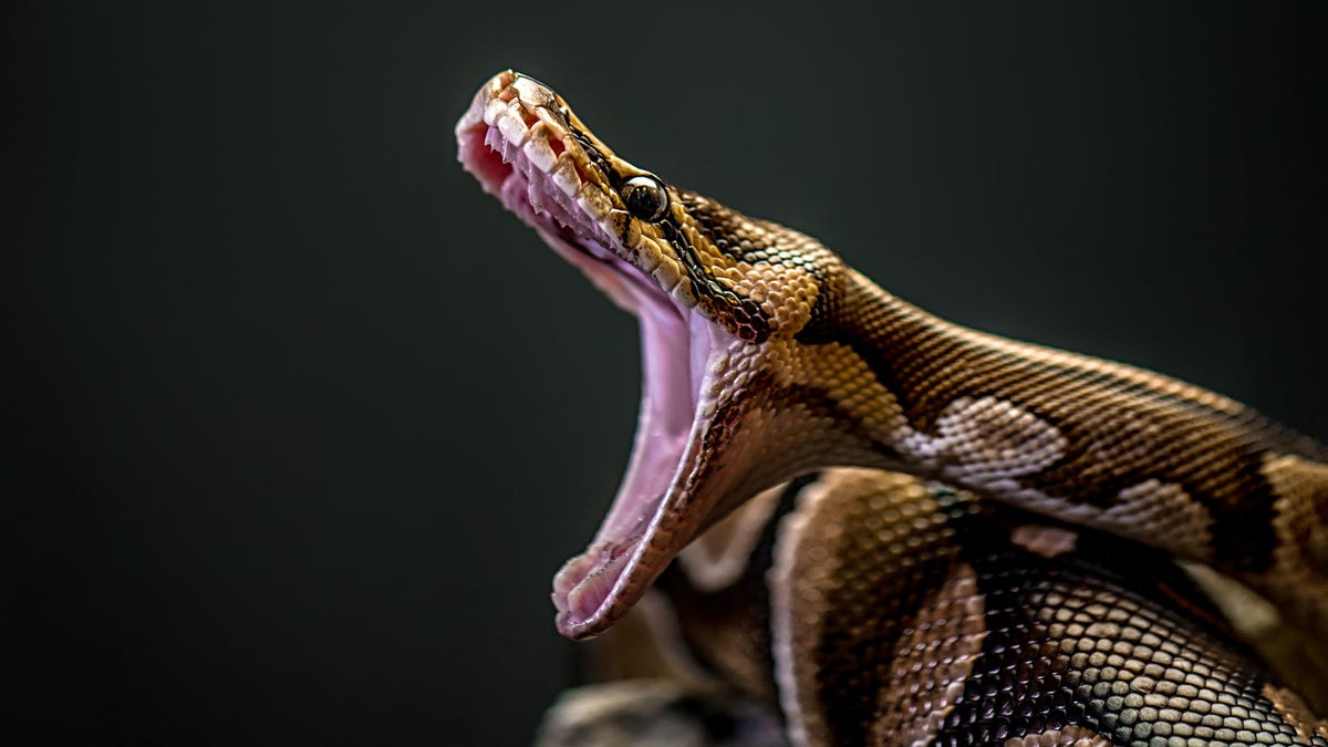 Florida woman had snake in airport bag as emotional support pet