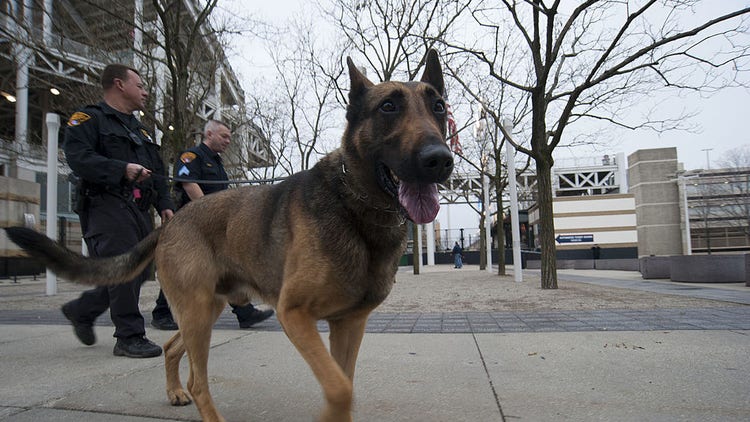 police k-9