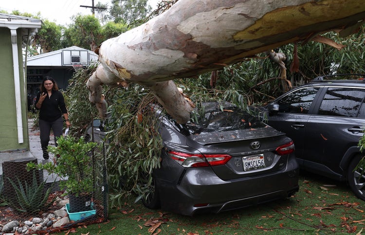 A large eucalyptus tree branch rests on cars after falling overnight as tropical storm Hilary moved through the area on August 21, 2023 in Sun Valley, California